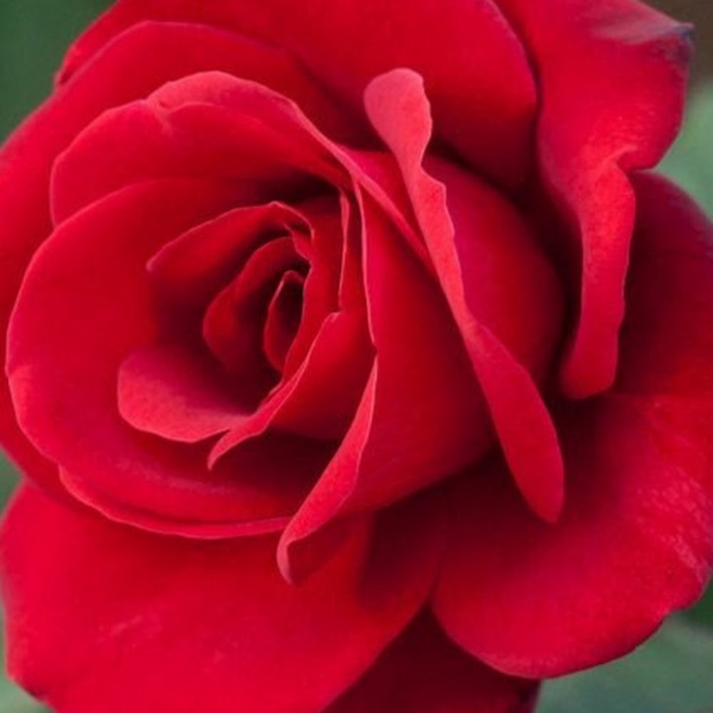 Meet your Posher, Sura